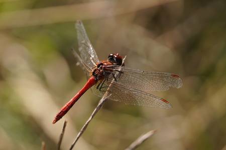 Blutrote Heidelibelle
